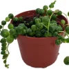 String of Pearls Succulent Live Plant - Curio rowleyanus - 2.5" Pot - Image 1