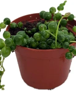 String of Pearls Succulent Live Plant - Curio rowleyanus - 2.5