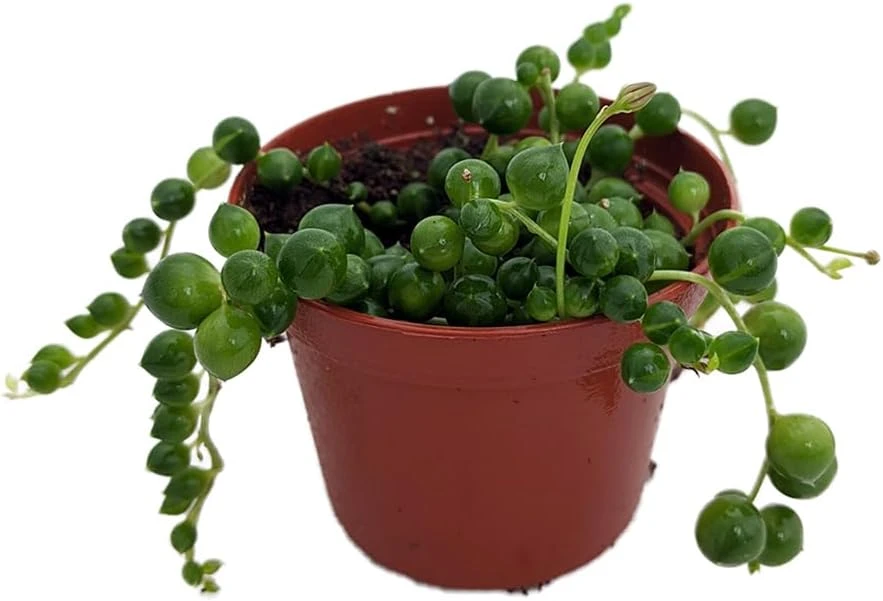 String of Pearls Succulent Live Plant - Curio rowleyanus - 2.5" Pot - Image 1