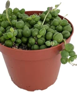 String of Pearls Succulent Live Plant – Senecio rowleyanus – 4 inch Pot – Indoor - Image 3