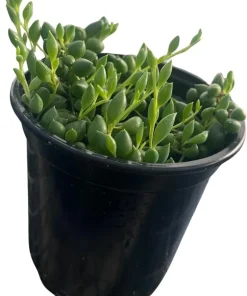 String of Pearls Succulent Live Plant – Senecio rowleyanus – 4 inch Pot – Indoor - Image 4