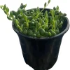 String of Pearls Succulent Live Plant – Senecio rowleyanus – 4 inch Pot – Indoor - Image 1