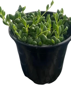 String of Pearls Succulent Live Plant – Senecio rowleyanus – 4 inch Pot – Indoor - Image 1