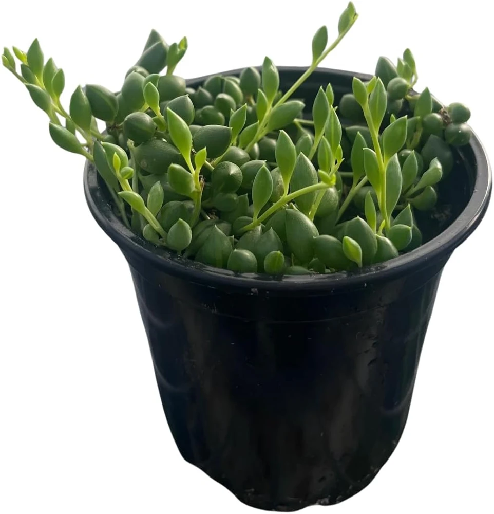String of Pearls Succulent Live Plant – Senecio rowleyanus – 4 inch Pot – Indoor - Image 1