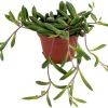 String of Rubies Succulent Live Plant - Othonna capensis - 2.5" Pot - Trailing Indoor/Outdoor - Image 1