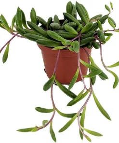 String of Rubies Succulent Live Plant - Othonna capensis - 2.5