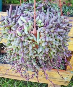 String of Rubies Succulent Live Plant - Othonna capensis - 2.5