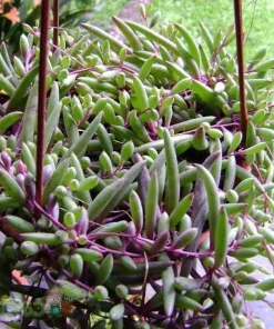 String of Rubies Succulent Live Plant - Othonna capensis - 2.5