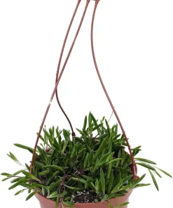 String of Rubies Succulent - Othonna capensis Live Plant - 6 inch Hanging Basket - Image 2