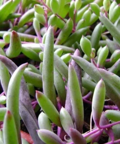 String of Rubies Succulent - Othonna capensis Live Plant - 6 inch Hanging Basket - Image 5