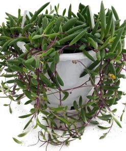 String of Rubies Succulent - Othonna capensis Live Plant - 6 inch Hanging Basket - Image 6
