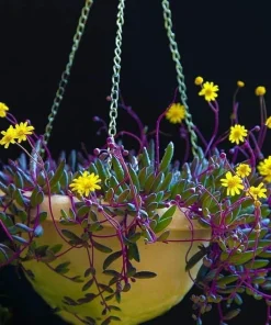 String of Rubies Succulent - Othonna capensis Live Plant - 6 inch Hanging Basket - Image 7