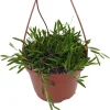 String of Rubies Succulent - Othonna capensis Live Plant - 6 inch Hanging Basket - Image 1
