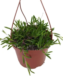 String of Rubies Succulent - Othonna capensis Live Plant - 6 inch Hanging Basket - Image 1