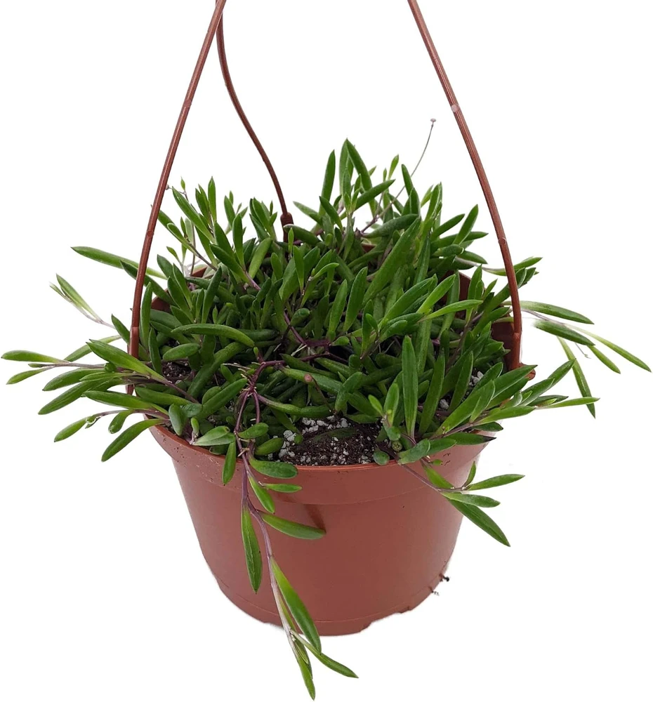 String of Rubies Succulent - Othonna capensis Live Plant - 6 inch Hanging Basket - Image 1