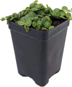 String of Turtles Live Plant - Peperomia Prostrata in 2.5" Pot - Indoor Houseplant - Image 2