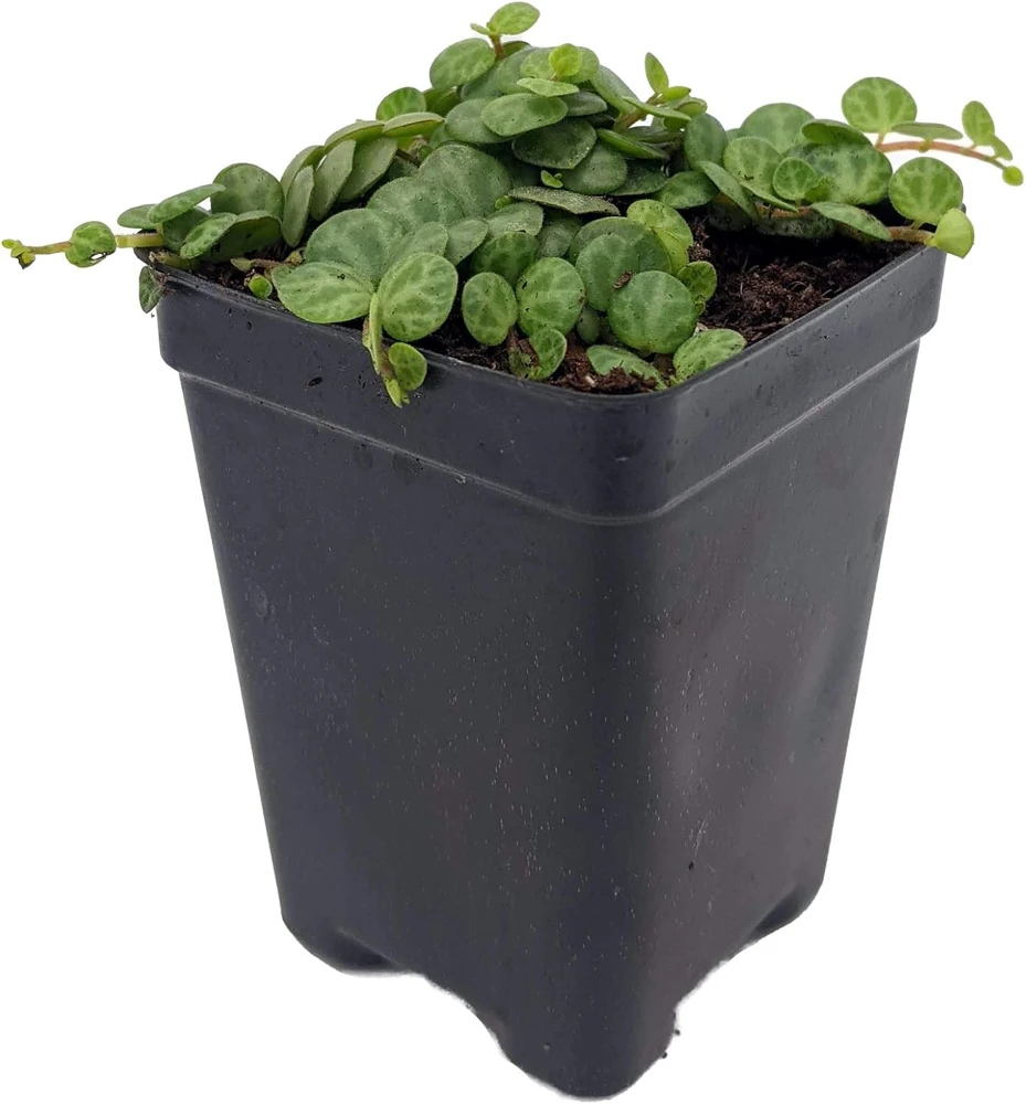String of Turtles Live Plant - Peperomia Prostrata in 2.5" Pot - Indoor Houseplant - Image 2
