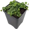 String of Turtles Live Plant - Peperomia Prostrata in 2.5" Pot - Indoor Houseplant - Image 1
