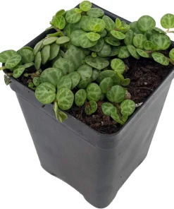 String of Turtles Live Plant - Peperomia Prostrata in 2.5