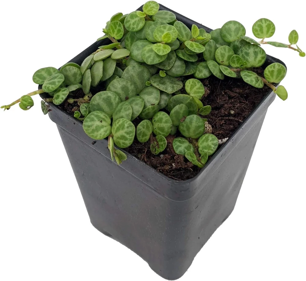 String of Turtles Live Plant - Peperomia Prostrata in 2.5" Pot - Indoor Houseplant - Image 1