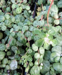 String of Turtles Live Plant - Peperomia Prostrata in 2.5