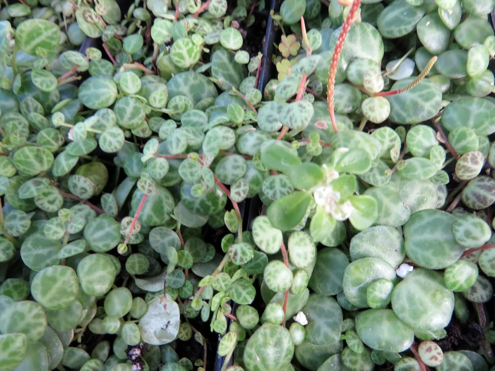 String of Turtles Live Plant - Peperomia Prostrata in 2.5" Pot - Indoor Houseplant - Image 3