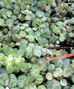String of Turtles Live Plant - Peperomia Prostrata in 2.5