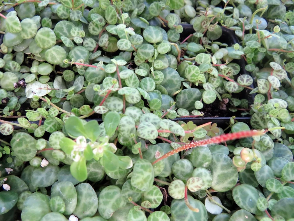 String of Turtles Live Plant - Peperomia Prostrata in 2.5" Pot - Indoor Houseplant - Image 4