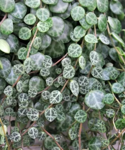 String of Turtles Live Plant - Peperomia Prostrata in 2.5