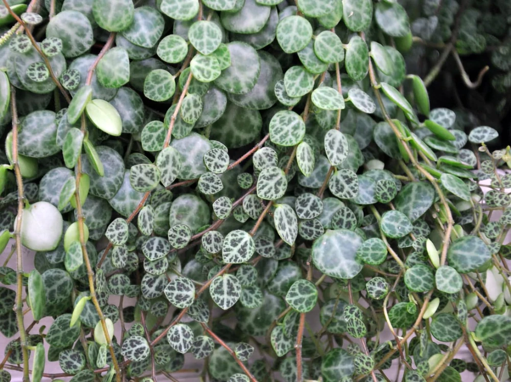String of Turtles Live Plant - Peperomia Prostrata in 2.5" Pot - Indoor Houseplant - Image 5