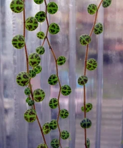 String of Turtles Live Plant - Peperomia Prostrata in 2.5