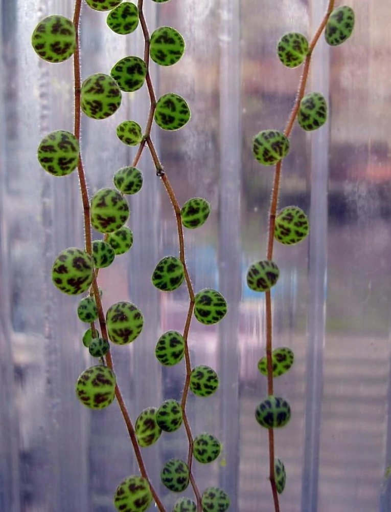 String of Turtles Live Plant - Peperomia Prostrata in 2.5" Pot - Indoor Houseplant - Image 6