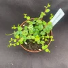 String of Turtles Live Plant (Peperomia prostrata) – Rooted in 3" Pot – Indoor Trailing - Image 1