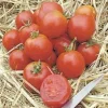 Stupice Heirloom Tomato Seeds - 15 Seeds - Cold Tolerant, Early Producer - Image 1