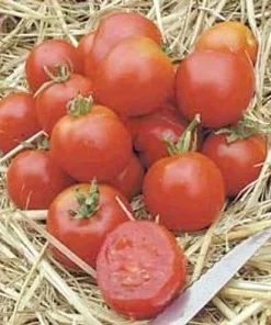 Stupice Heirloom Tomato Seeds - 15 Seeds - Cold Tolerant, Early Producer - Image 1