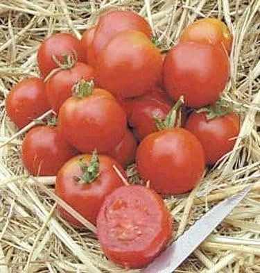 Stupice Heirloom Tomato Seeds - 15 Seeds - Cold Tolerant, Early Producer - Image 1