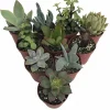 Succulent Terrarium Plants - 10 Live Plants in 2 inch Pots for Fairy Gardens - Image 1