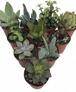 Succulent Terrarium Plants - 10 Live Plants in 2 inch Pots for Fairy Gardens - Image 1