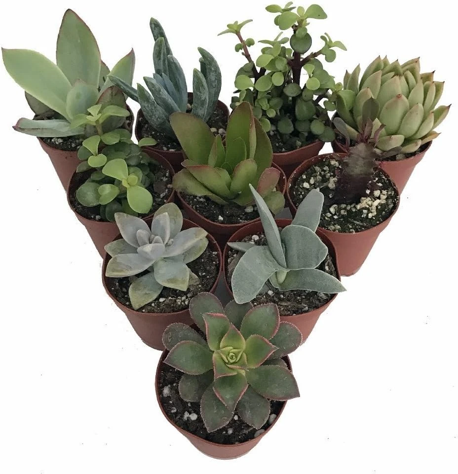 Succulent Terrarium Plants - 10 Live Plants in 2 inch Pots for Fairy Gardens - Image 1