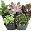 Succulent Terrarium Plants Live - 5 Different in 2" Pots for Fairy Garden - Image 1