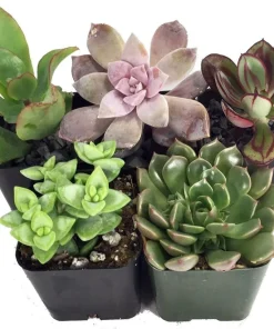 Succulent Terrarium Plants Live - 5 Different in 2