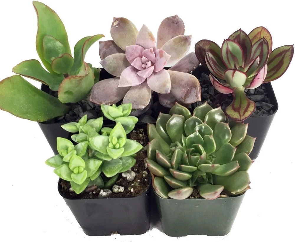 Succulent Terrarium Plants Live - 5 Different in 2" Pots for Fairy Garden - Image 1