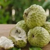 Sugar Apple in 10" pot , Srikaya, Annona Squamosa, Sweetsop Tree - Image 1