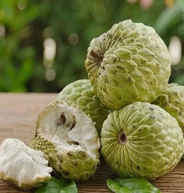 Sugar Apple in 10" pot , Srikaya, Annona Squamosa, Sweetsop Tree - Image 1