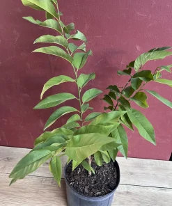 Sugar Apple in 10" pot , Srikaya, Annona Squamosa, Sweetsop Tree - Image 2