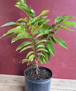 Sugar Apple in 10