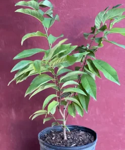 Sugar Apple in 10