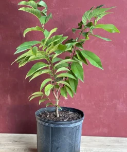 Sugar Apple in 10