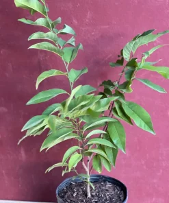 Sugar Apple in 10