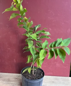 Sugar Apple in 10